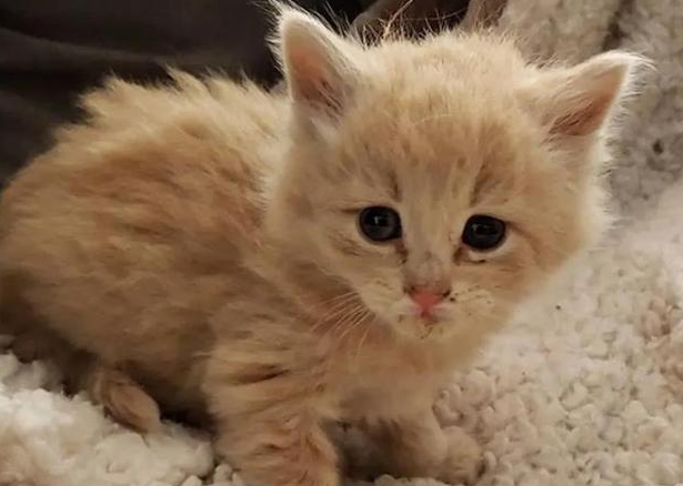 三只小猫历险记,偷跑进小伙家中躺沙发上呼呼大睡 三只小猫历险记,偷跑进小伙家中躺沙发上呼呼大睡