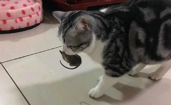 美短吃老鼠吗