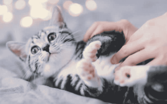 家人不让养猫我快疯了 家人不让养猫我快疯了