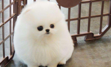 迷你茶杯犬长不大吗?背后是生不如死! 迷你茶杯犬长不大吗?背后是生不如死!