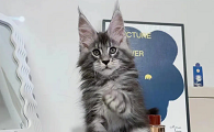 靠谱的缅因猫舍