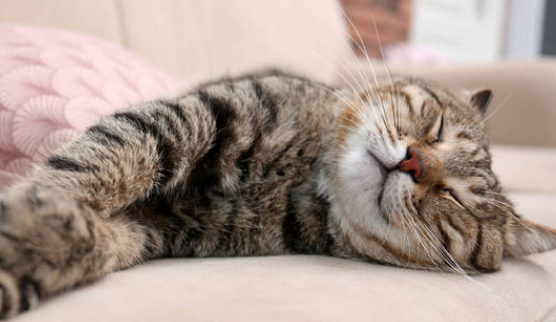 猫咪喜欢待在沙发的原因是 猫咪喜欢待在沙发的原因是