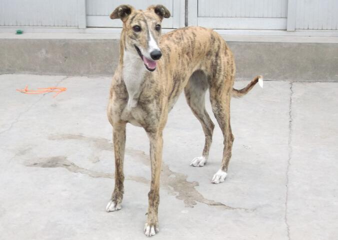 不知道格力犬幼犬断奶后怎么养?看这里 不知道格力犬幼犬断奶后怎么养?看这里