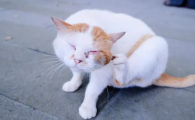 猫咪见到人就走是为什么