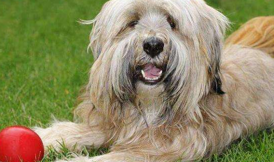 西施犬怎么喂养?快来了解一下! 西施犬怎么喂养?快来了解一下!