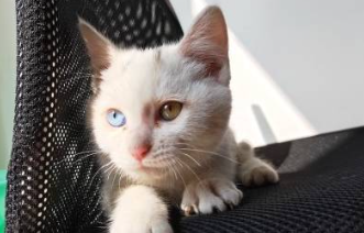 收养一只性子很野的流浪猫,是什么样的体验 收养一只性子很野的流浪猫,是什么样的体验