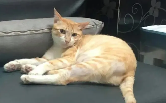 猫咪肋骨处痛是为什么呢 猫咪肋骨处痛是为什么呢