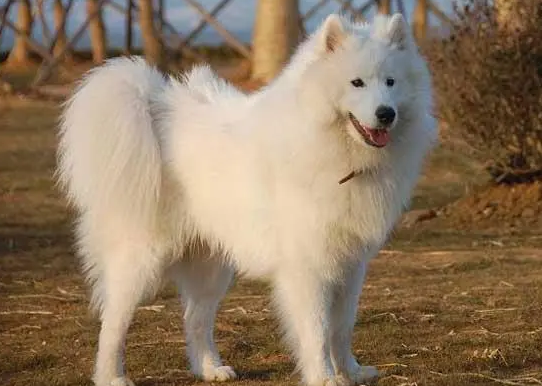 爱斯基摩犬怎么养?主人来这里看看吧 爱斯基摩犬怎么养?主人来这里看看吧
