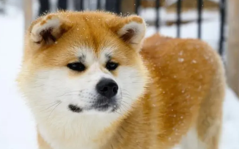 秋田犬几个月成年？你知道吗？