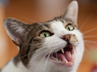 猫咪为什么没事老是叫个不停
