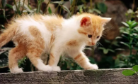 猫脖子一伸一伸不吐