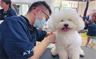 宠物美容师证报考条件什么价位