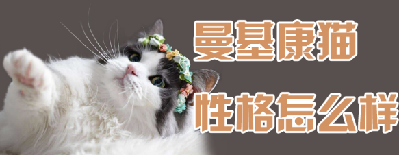 曼基康猫性格怎么样？你关心的都在这里