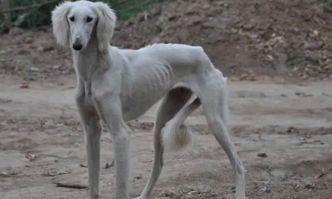 细犬怎么养?方法很重要 细犬怎么养?方法很重要