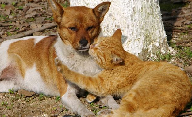 为什么狗狗会收养猫咪的原因