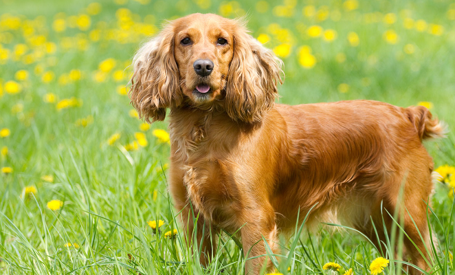 美国可卡犬性格怎么样?最好这样饲养? 美国可卡犬性格怎么样?最好这样饲养?
