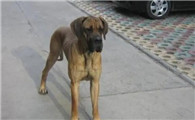 大丹犬关节炎治疗方法，一起来了解下！