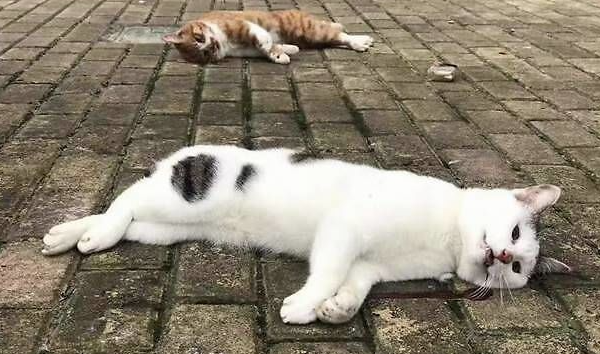 猫咪坠楼为什么会肝受损呢