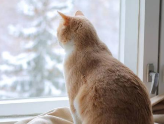 猫咪为什么要爬窗子
