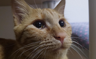 猫咪产前为什么会哭闹