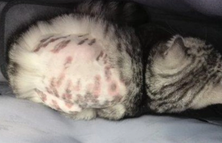 怎么治疗西伯利亚猫的跳蚤性皮炎？好奇就来了解~