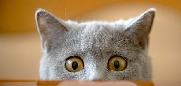 猫能看见不干净的东西吗 猫能看见不干净的东西吗