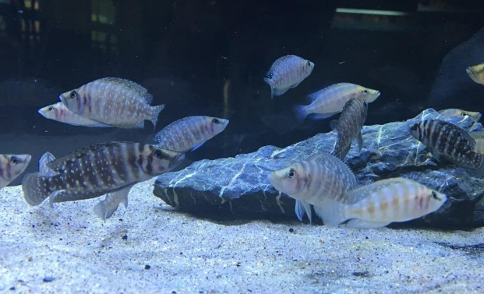 三湖慈鲷多大可以繁殖?还得看品种 三湖慈鲷多大可以繁殖?还得看品种