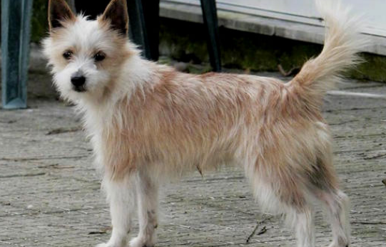 葡萄牙波登可犬呕吐怎么办？主人需要考虑什么？