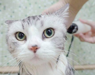 猫咪为什么不能用针管洗澡 猫咪为什么不能用针管洗澡
