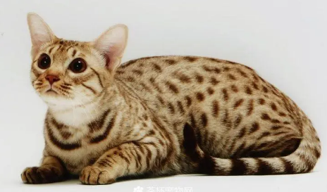 奥西猫友善吗?猫友可以瞧瞧~ 奥西猫友善吗?猫友可以瞧瞧~
