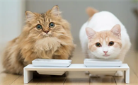 猫咪为什么喜欢黑色的东西