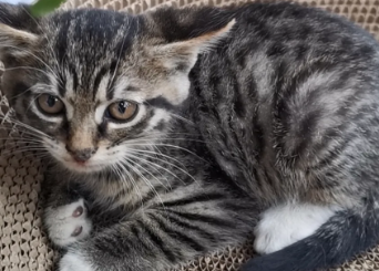 狸花猫跑了还会回来吗？来看看吧