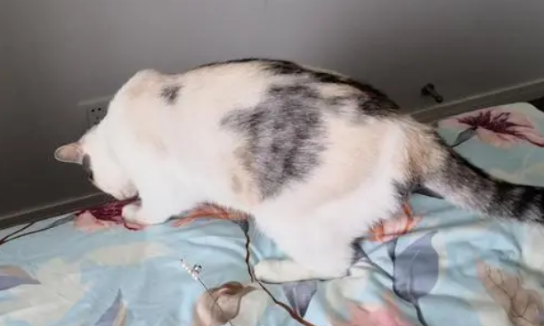 猫咪为什么在床上双脚刨地呢 猫咪为什么在床上双脚刨地呢
