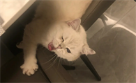 猫为什么突然每天说很多话