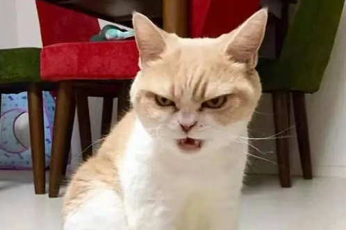 小猫很凶怎么驯服 小猫很凶怎么驯服