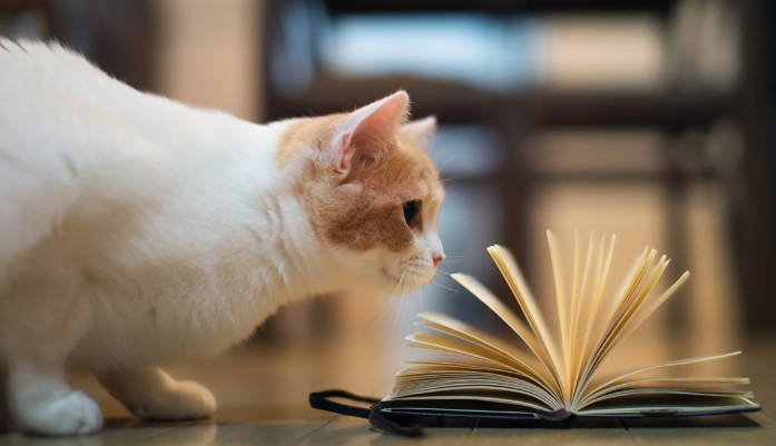 猫与主人的前世关系