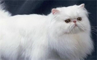 波斯猫呕吐吃什么药？铲屎官来get下吧