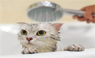 怎样给小猫咪洗澡