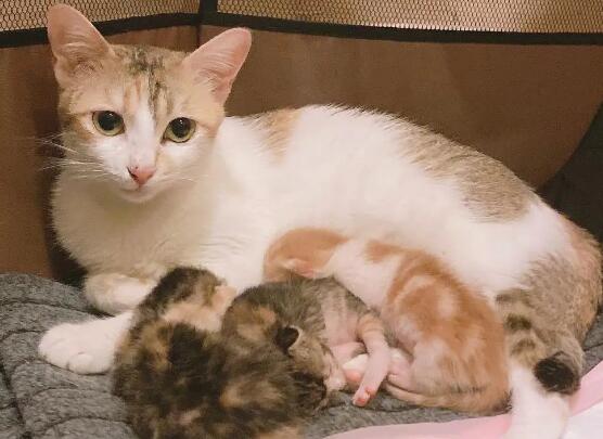 猫兄妹不小心生了小猫怎么办