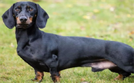 腊肠犬性格特点是什么？来了解下吧