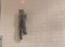 猫咪和主人玩游戏，在墙上来去自如，网友：你是一只壁虎吗 