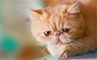 猫的智商为什么这么低