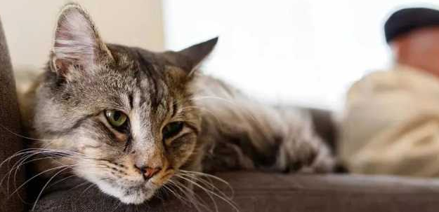 猫咪为什么老是跟人走不动呢 猫咪为什么老是跟人走不动呢