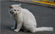 流浪猫为什么晚上叫个不停