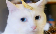 老鼠为什么咬猫咪的尾巴和脚