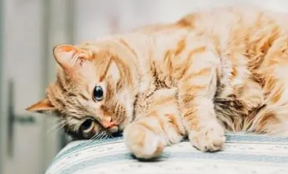 猫为什么情绪多变