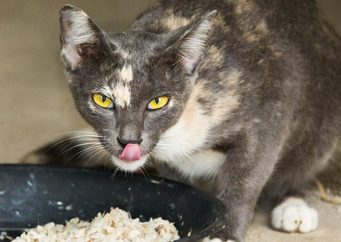 宠物猫可以从小吃饭吗为什么 宠物猫可以从小吃饭吗为什么