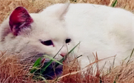 猫咪死亡前为什么离开家里