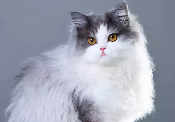 波斯猫呕吐吃什么药?铲屎官来get下吧 波斯猫呕吐吃什么药?铲屎官来get下吧