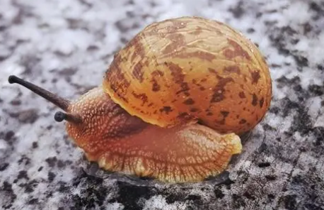 蜗牛可以养吗?怎么养蜗牛? 蜗牛可以养吗?怎么养蜗牛?